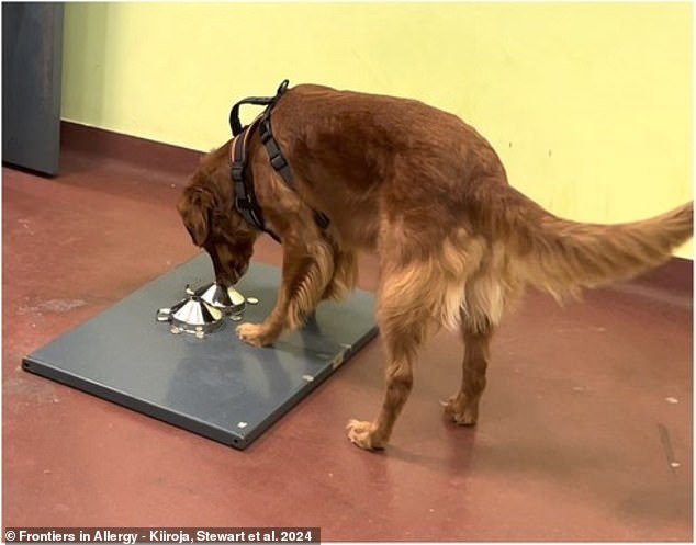 A new study has found evidence that dogs can identify when someone is experiencing post-traumatic stress disorder (PTSD) just by how the person smells.  Above, test dog Ivy points to a choice between two options, comparing and contrasting the PTSD-emphasized human scent
