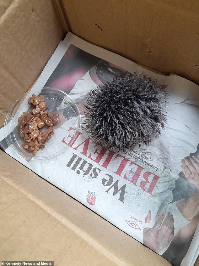 A woman carefully nursed what she thought was a stricken 'baby hedgehog' overnight, only to discover it was a fluffy cap (pictured) when she rushed it to an animal hospital