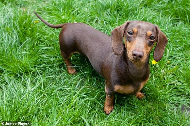Dachshunds are prone to health problems such as intervertebral disc damage and back problems, ear infections and PRA – an inherited eye condition