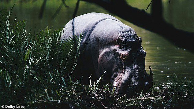 From laughing hippos in Kenya (pictured) to Iceland's Vatnajokull Glacier, Dolby claims you need to hear about these wonders before it's too late