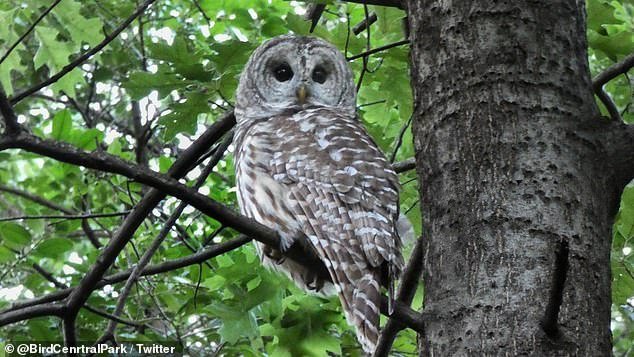 The U.S. Fish and Wildlife Service has proposed killing 500,000 barred owls that invade spotted owl territory.