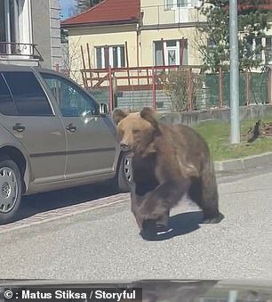 The brown bear was captured on video walking through the streets of the Slovakian city