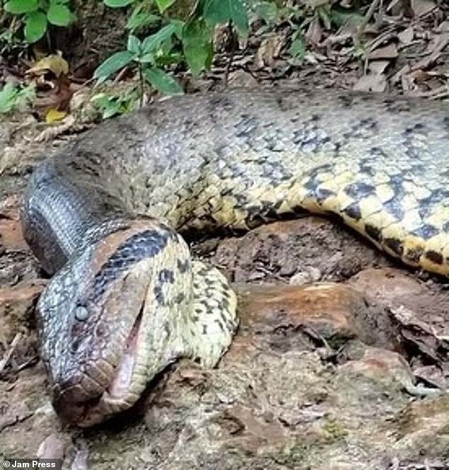 Scientists mourn the loss of the world's largest snake after learning it was 'shot dead by hunters' in Brazil's Amazon rainforest on Sunday