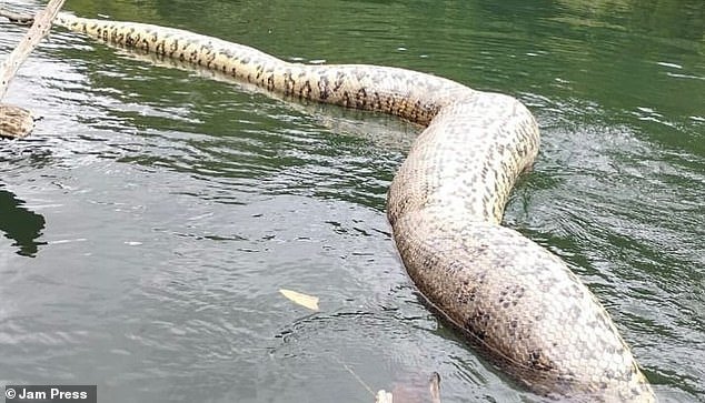 Biologist professor Freek Vonk shared the news on Instagram and wrote: 'With great pain in my heart I would like to let you know that the mighty large anaconda with which I swam was found dead in the river'