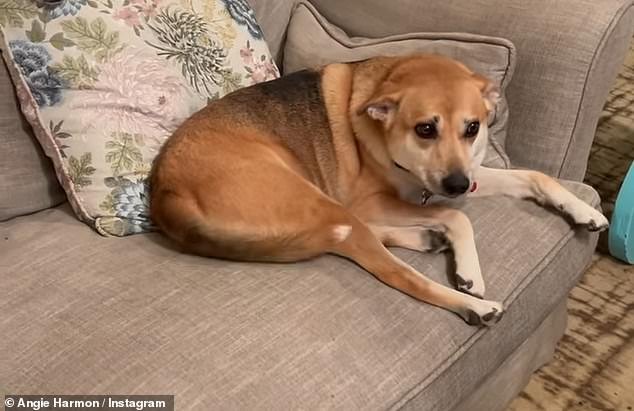 The actress, 51, announced in an emotional social media post earlier this week that her dog, Oliver, was killed by the Instacart employee over the Easter holiday weekend.