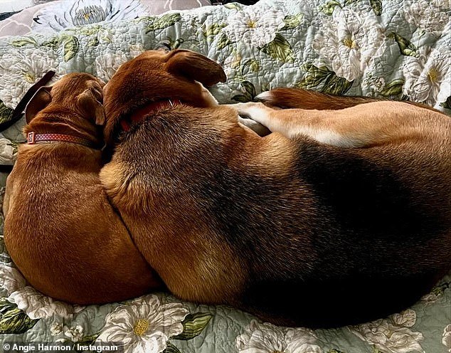 He cuddled up with another pooch for an adorable nap in another heartbreaking photo