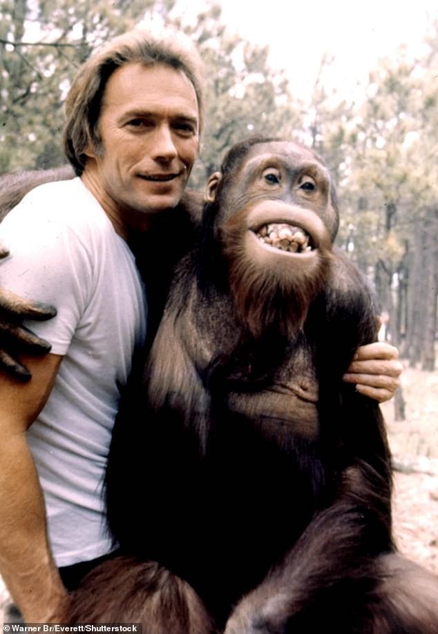 Like the famed primatologist, Eastwood is no stranger to primates.  He starred in the 1978 film Every Which Way but Loose alongside his orangutan sidekick Clyde (pictured)