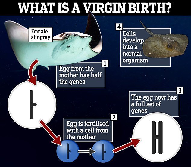 Certain animals can reproduce through 'facultative parthenogenesis', where the egg is fertilized with cells from the mother rather than by a male.