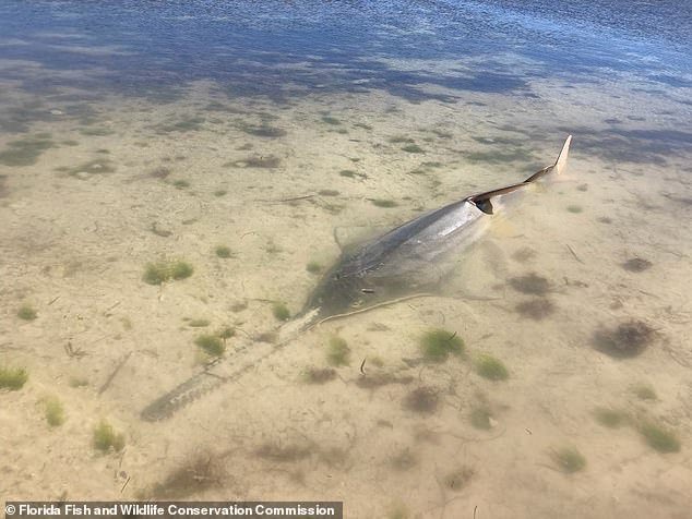 There are also reports of smalltooth sawfish beaching themselves, adding to the growing worrying behavior of other fish that have been spotted spinning off the coast of the Florida Keys.