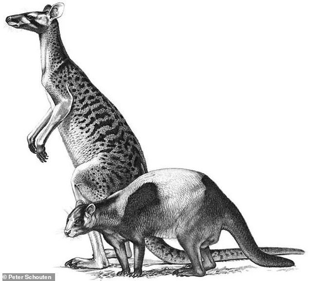 Scientists have discovered three new species of giant kangaroo that lived in Australia five million years ago.  This artist's impression shows two of these species, Protemnodon anak (top) and Protemnodon tumbuna (bottom)