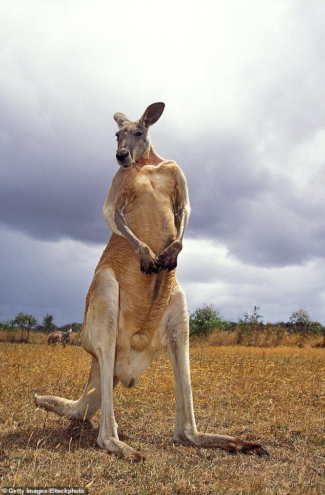 The ancient kangaroos would have been twice the size of an adult male red kangaroo (pictured), which at 1.8 meters tall can be taller than some humans