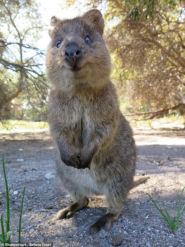 Not all ancient kangaroos would have jumped;  the scientists say most would have jumped on all fours like a quokka (photo)