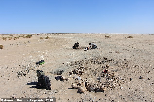 Protemnodon fossils are common, but it is rare to find a complete skeleton.  This image shows two volunteers unearthing the largest known kangaroo fossil at Lake Callabonna, Australia