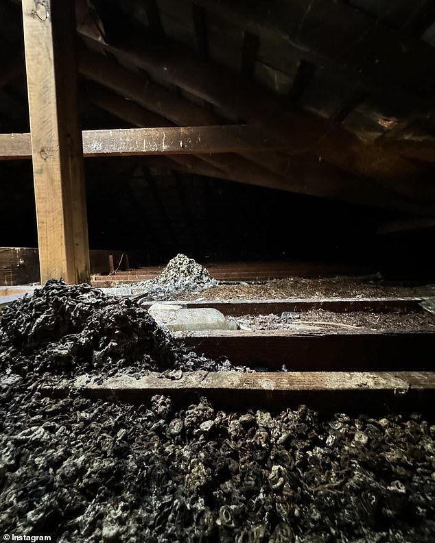 And in the attic he came across gigantic piles of bird droppings, which he shared on Instagram