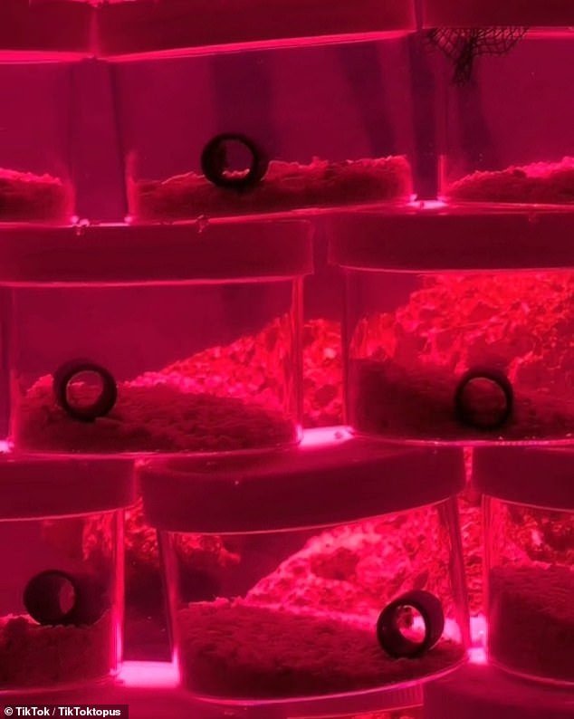 Individual containers, each filled with a baby octopus, are stacked on top of each other as a red light illuminates.  The family has named the octopus' new home 'Clamsterdam'