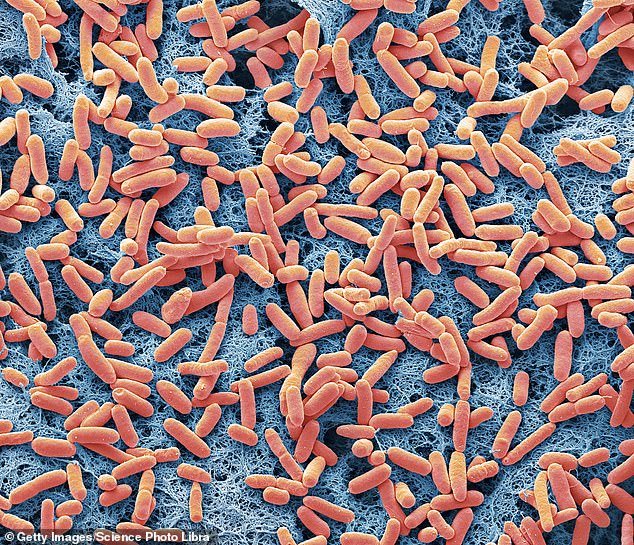 Bacteria such as E. coli can enter the bloodstream through lesions in the intestines of people with inflammatory bowel disease, which can cause serious complications