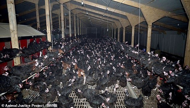 The free-range egg farms in Leeds, Powys and Leicestershire all supplied major supermarkets in the UK, including Sainsbury's.  Chickens are pictured huddled in one of the sheds on the farm in Powys