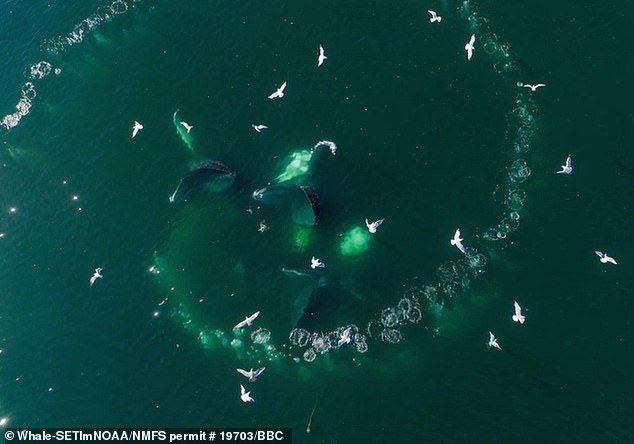 Whale pods swim in circles to catch their prey, and researchers are trying to understand how they communicate during this process