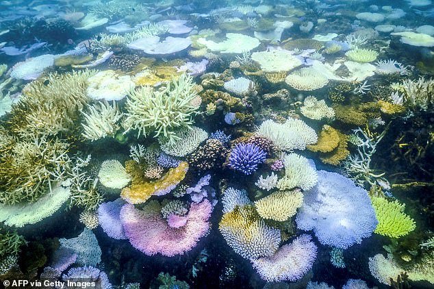 Bleaching is not always fatal, but corals are likely to die if temperatures remain higher than normal for too long