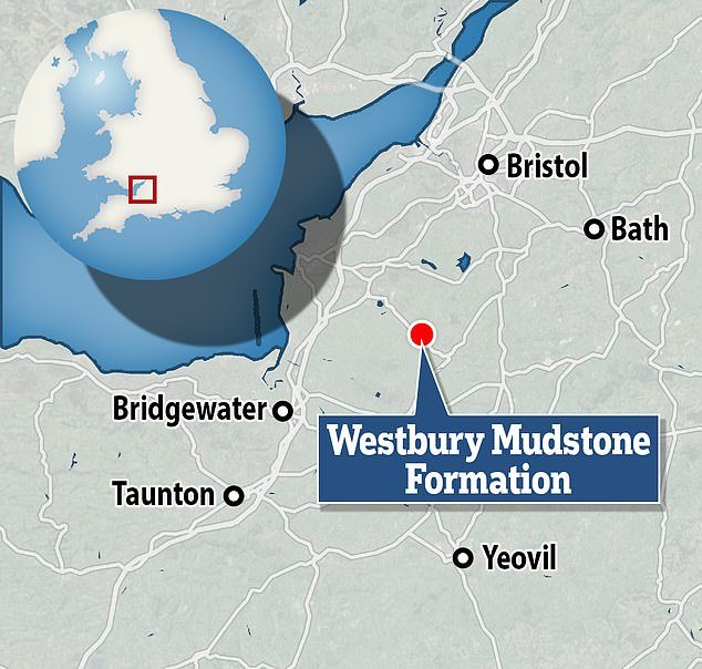 The fossils were unearthed in the Westbury Mudstone Formation, just southwest of Bristol