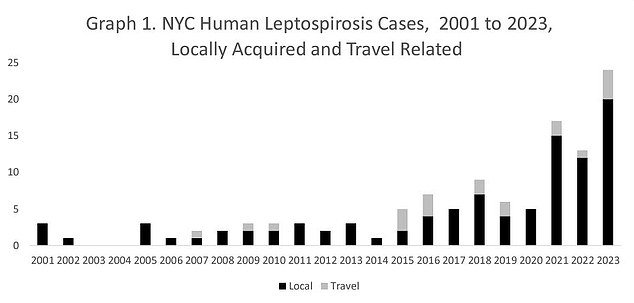 Between 2001 and 2020, there were only three cases of human leptospirosis per year in New York City.  This will increase eightfold by 2023.  There have been six cases so far in 2024