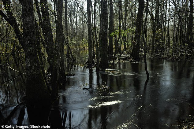 A survey released in December by the Rivers are Life coalition found that of 7,000 people surveyed, 86 percent reported that polluted waterways negatively impact human health.  Pictured: Little Pee Dee River in South Carolina