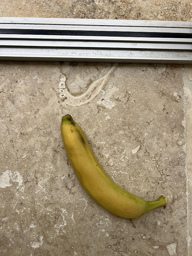 The jawbone in the travertine tile, shown here with a banana for scale.  The Redditor's parents only noticed when he pointed it out.