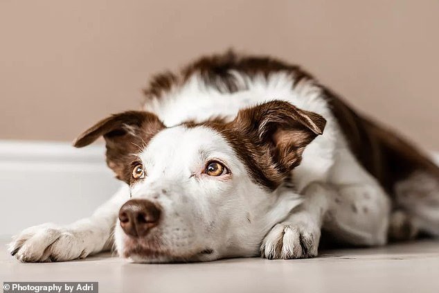 She quickly realized that the hardest part would be getting her 15-year-old border collie Nelly (pictured) back to the US as well