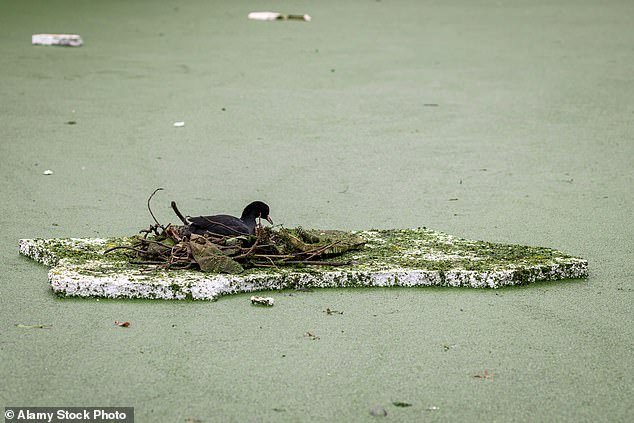 A duck building a nest on a floating piece of Styrofoam.  Ray McIntyre clearly had no idea of ​​the toxic plague he unleashed on the world when he accidentally invented 'expanded polystyrene' more than 80 years ago (stock image)