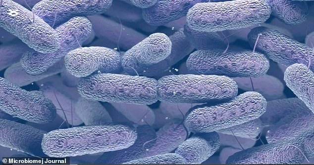 A mutated form of the bacterium E. bugandensis (pictured) was found on the ISS and developed drug resistance.  The bacteria has been linked to sepsis in infants and life-threatening infections that can cause inflammation of the lining of the heart's chambers and valves.