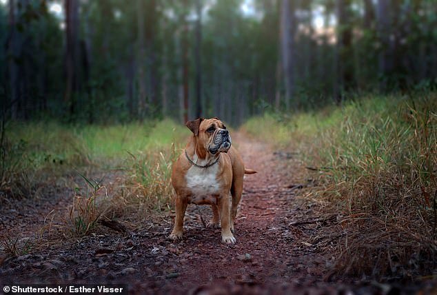 Kaylah Williams, 34, allegedly threw the Australian Bulldog (file photo) over a slope in bushland