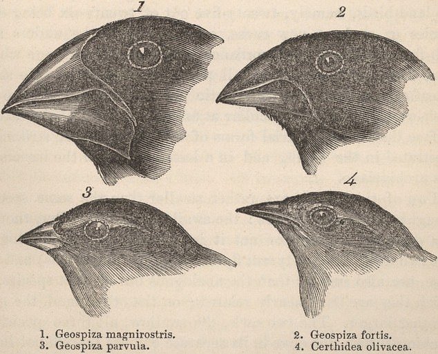 Charles Darwin's finches have become a famous example of evolution.  They probably started out as the same bird, but as they adapted to their new environment, each new species developed physical characteristics suited to its survival.