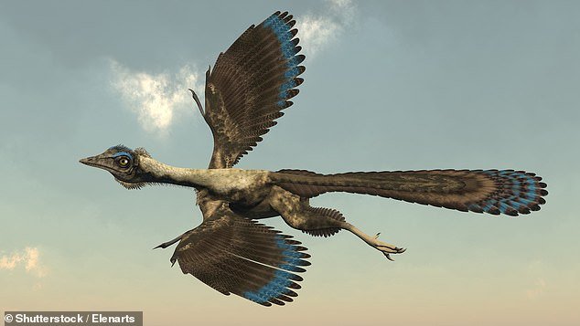 Transitional species such as archeopteryx provide strong evidence in support of the theory of evolution: this bird-like dinosaur had teeth and a tail like a dinosaur, but flight feathers and wings like a bird.  Tucker Carlson dismissed transitional species as evidence of “adaptation” and not evolution – a false distinction.