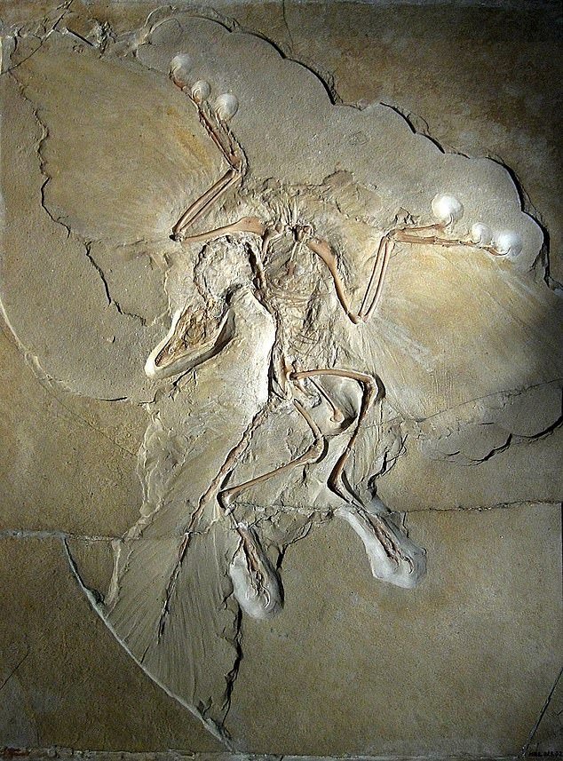 The archaeopteryx's fused collarbone provided strong evidence for its shared relationship with dinosaurs and modern birds