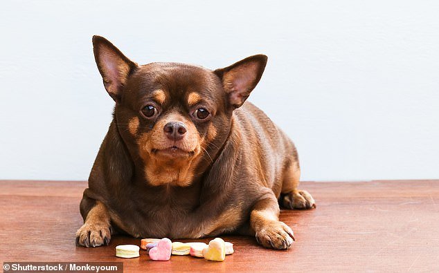Britain is in the midst of a canine obesity 'epidemic', with as many as one in fourteen puppies registered as overweight by their vets every year (stock image)