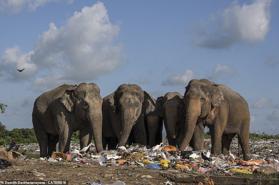 You can see the herd of elephants searching through the piles of rubbish as they search for food