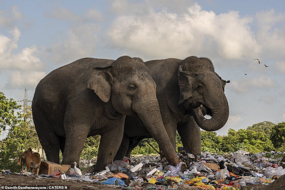 The elephants accidentally consume plastic and chemical waste, which poses a serious threat to their lives