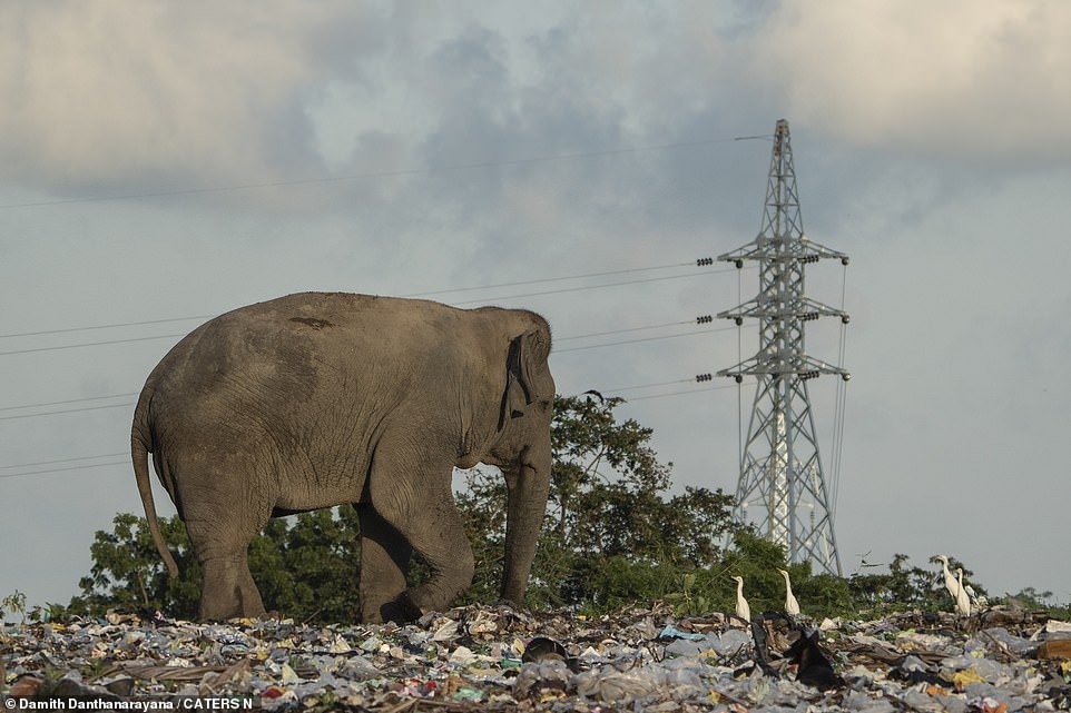 Danthanarayana said, “Conflicts between elephants and humans highlight the need for wildlife conservation and proper waste management.  Immediate action is crucial to protect both wildlife and local communities