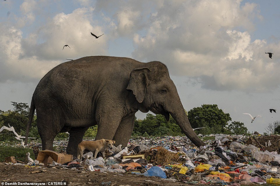 The herd of elephants is not the only one looking for food in the waste, dogs and birds also pick away at the piles of waste