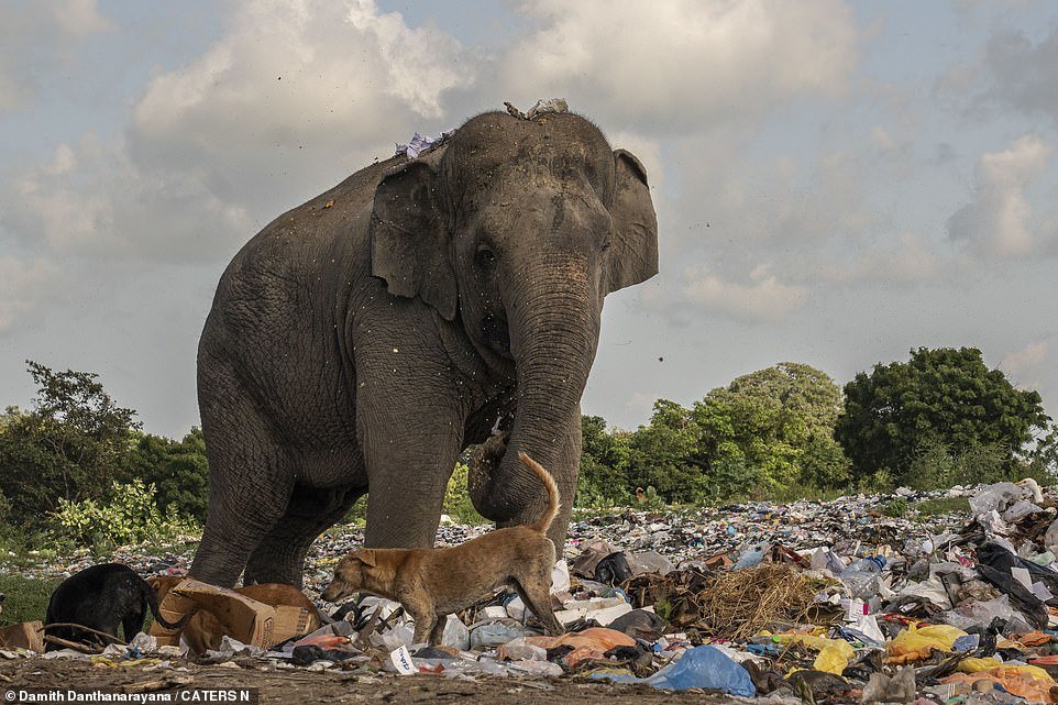 The elephants' natural habitat is shrinking and they are forced to resort to eating garbage to survive