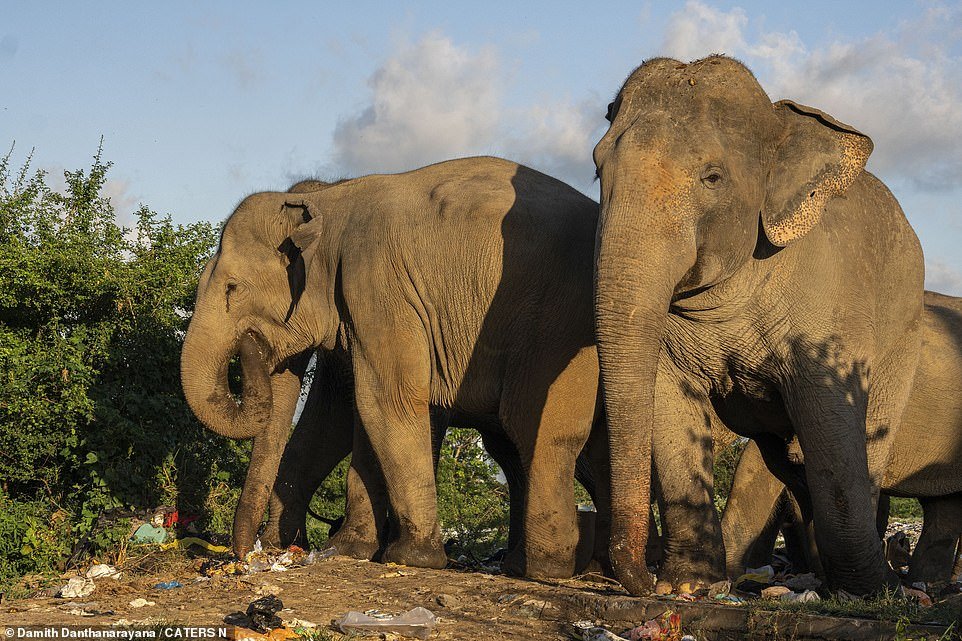 In the heartbreaking photos taken in Sri Lanka, you can see the elephants stuffing waste into their mouths