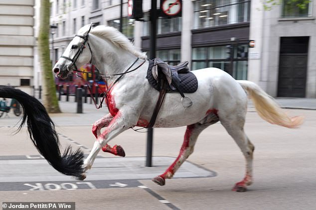 Journalist Jordan Pettitt, 26, said a white horse was colored 'vividly' red with blood