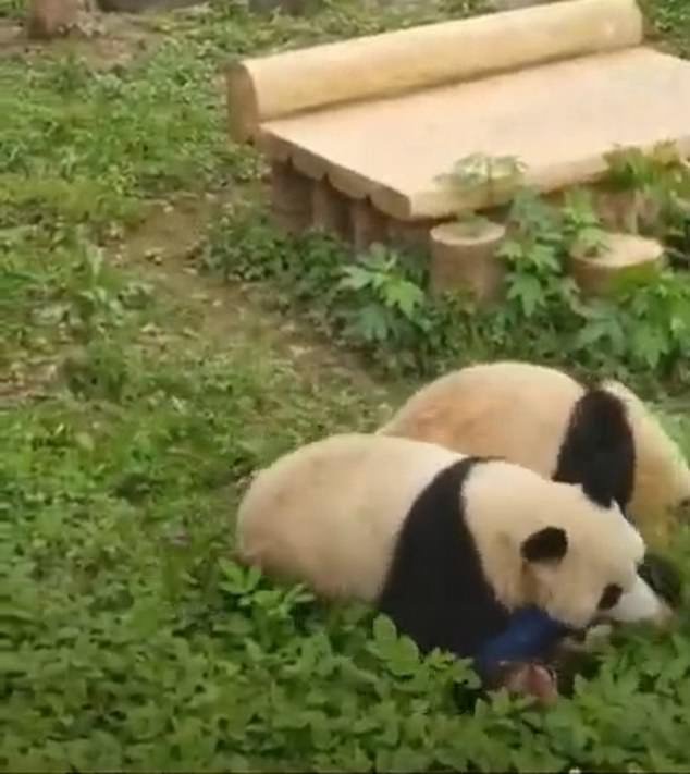 The terrified woman was buried under the two giant pandas that gnawed on her