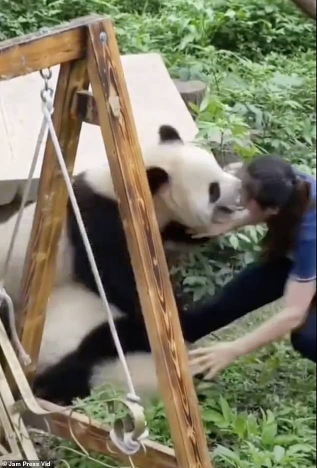 It appears the pandas bit the zookeeper and scratches were visible on her shoulder after the attack