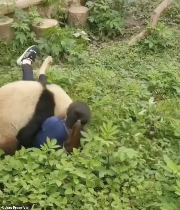 The zookeeper lost a shoe in the giant panda attack at the Chongqing Zoo in China