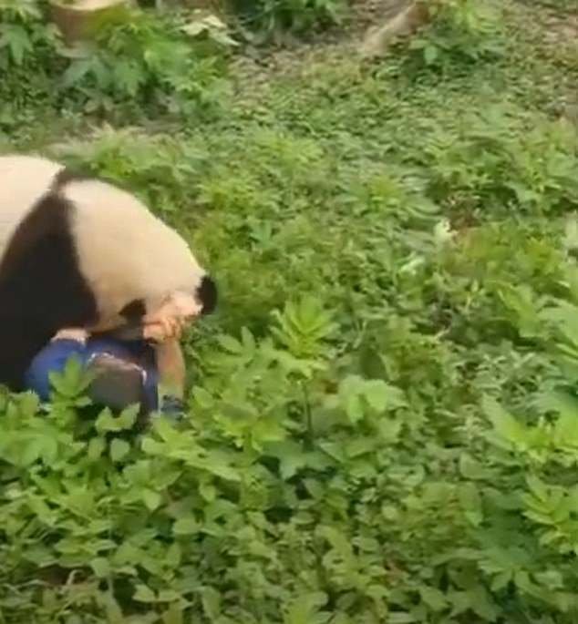 After one of the pandas ran away, the second one seemed to gnaw at her diaphragm and she tried her best to push it away with her hands