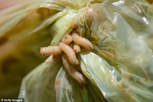 A person may accidentally consume maggots if he eats or drinks rotten produce contaminated with fly eggs and larvae