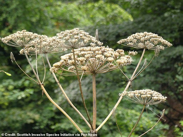 Giant hogweed carries a sap that causes the skin to fail to protect itself from the sun's rays, causing horrific burns when exposed to natural light