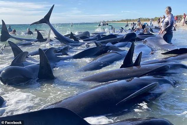 The whales beached at Toby's Inlet, near Dunsborough, about 243km south-west of Perth