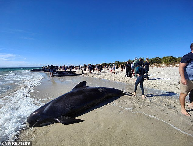The whales beached at Toby's Inlet, near Dunsborough